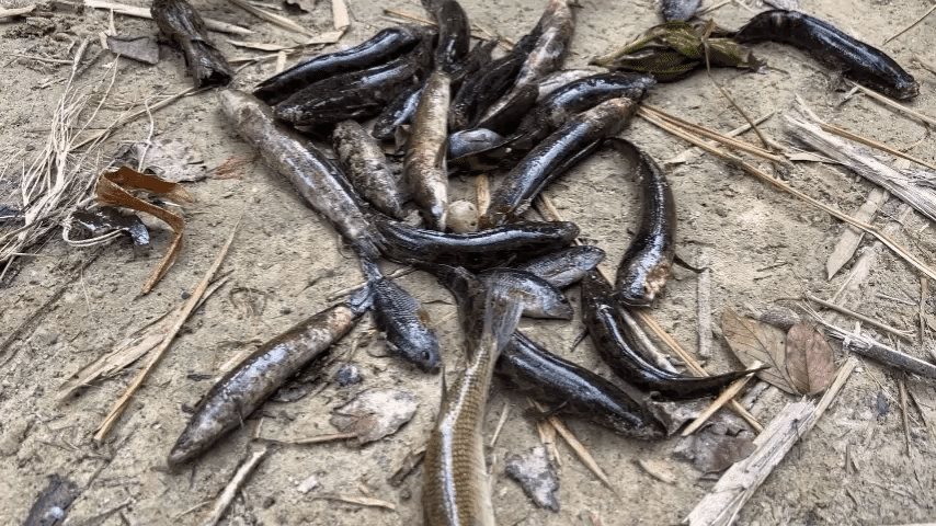 The fish disease crisis in Kamgbunli has been attributed to contamination in the Ebi River