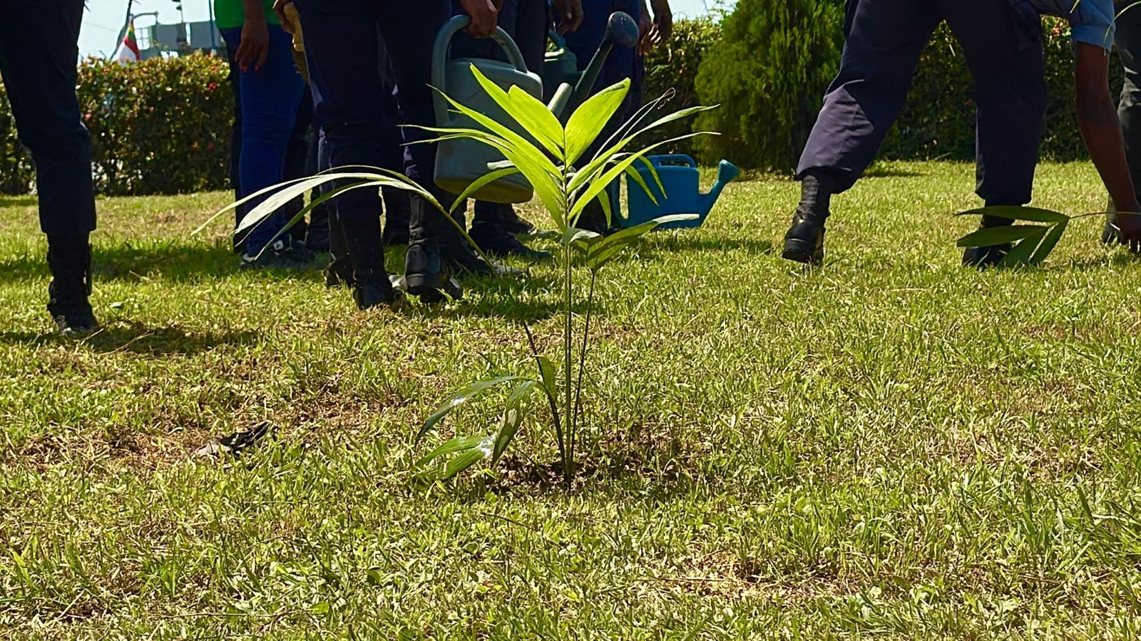 Planting for the Future: Forest clubs and tree planting drive to combat environmental damage