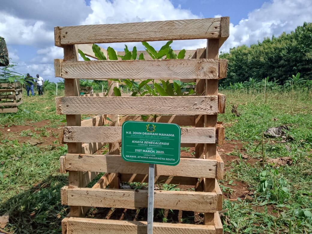 Atwima Nwabiagya South MCE takes steps to reclaim degraded lands through tree planting